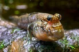 Imagem do Mudskipper